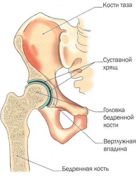 Анатомическая структура тазобедренного сустава