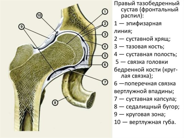 Связки тазобедренного сустава анатомия