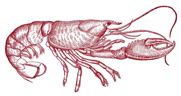 Рисунок лобстера
