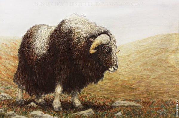 Древний овцебык