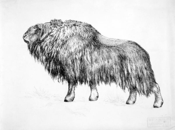 Флёров Константин Константинович овцебыки