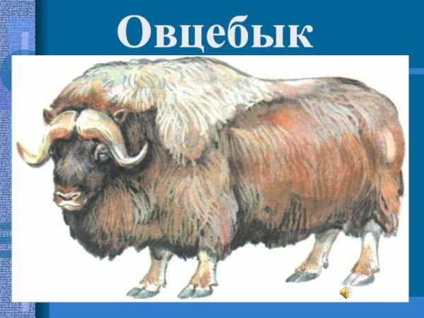 Овцебык рисунок для детей