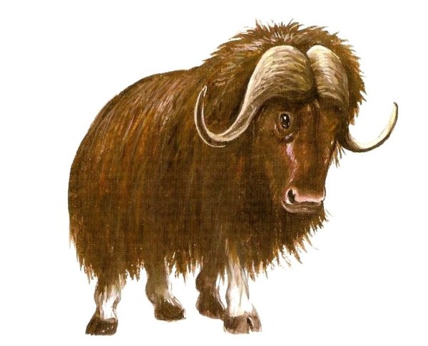 Овцебык для детей