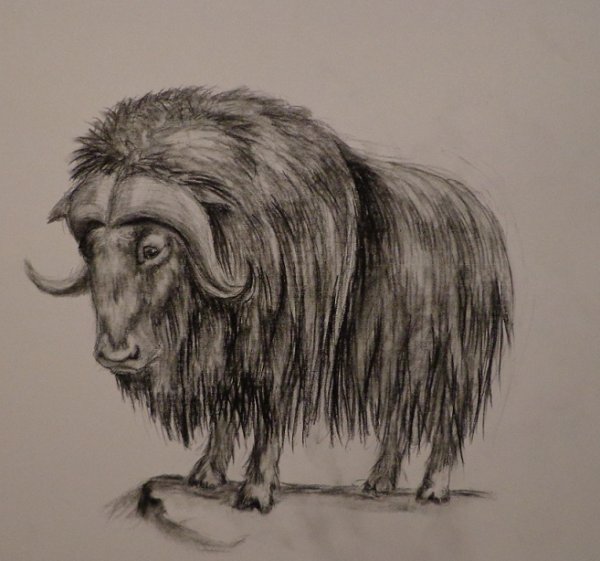 Черно белый овцебык