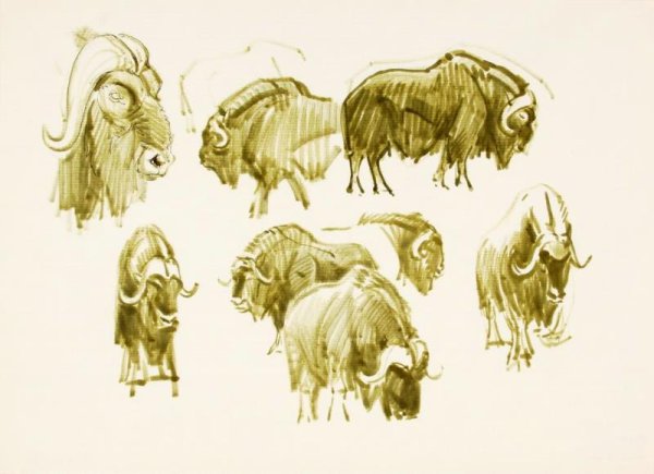 Овцебык иллюстрация