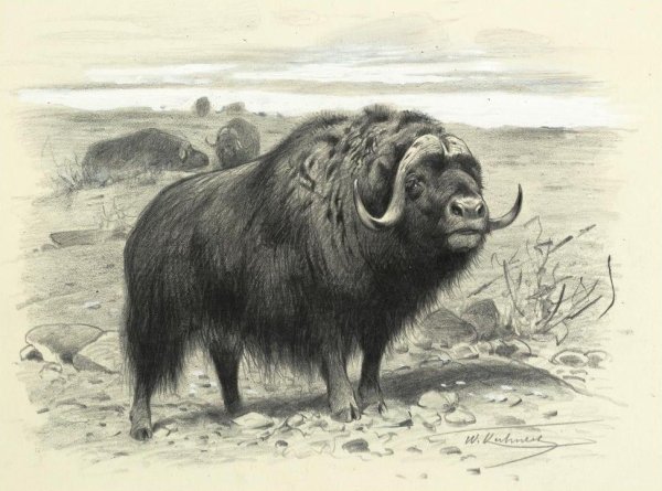 Моржи Вильгельм Кунерт