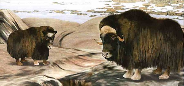 Антропоген овцебык