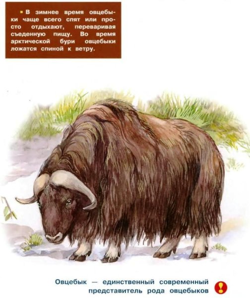 Мускусный овцебык и Бизон