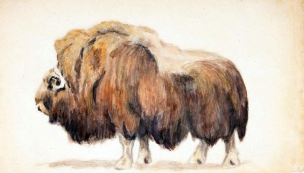 Доисторический овцебык