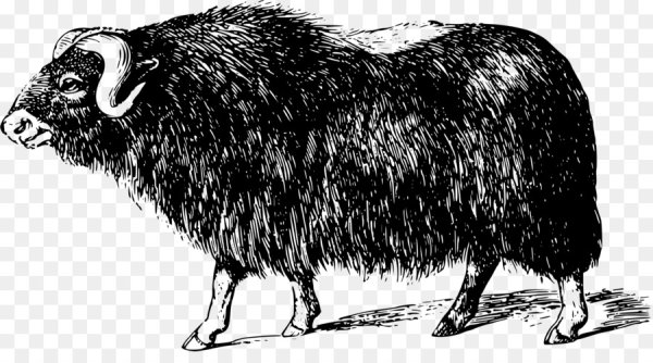 Овцебык гравюра