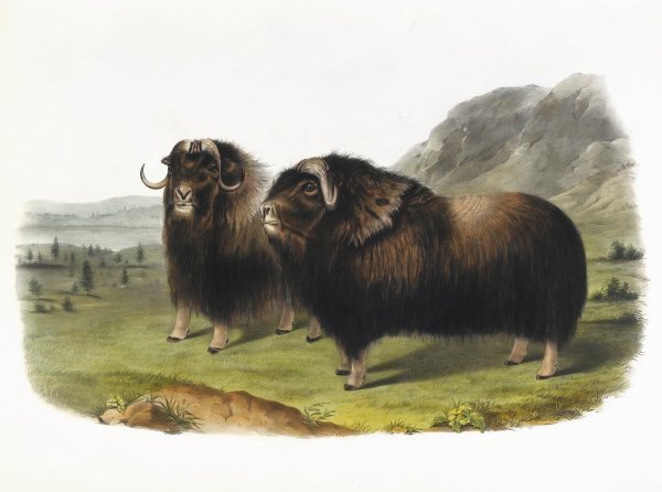 Картина овцебык Одюбон Джон Джеймс
