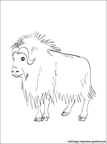 Овцебык карандашом