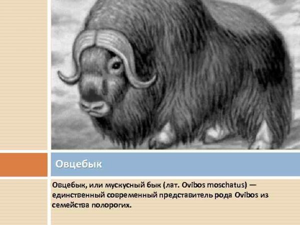 Овцебык карандашом