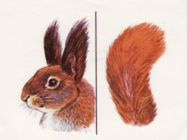 Чей хвост Дикие животные