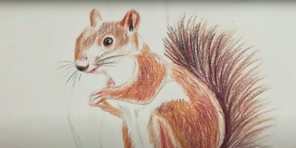 Шерсть белки рисунок