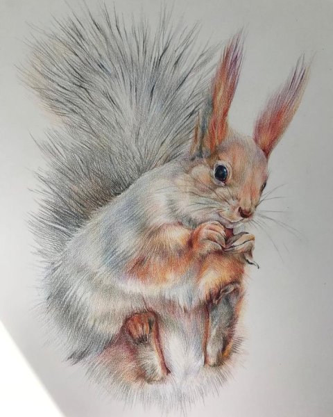 Рисунки животных