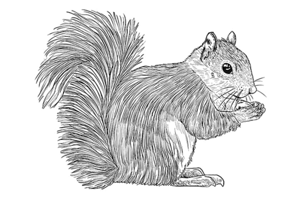 Белка раскраска реалистичная