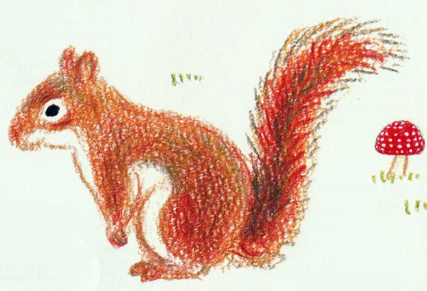 Рисование белка в старшей группе