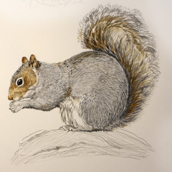 Белка зарисовка