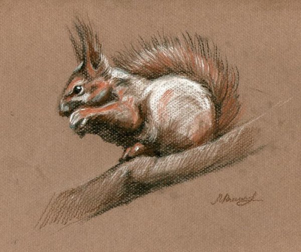 Живопись сангина белка