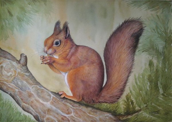Рисунок белки