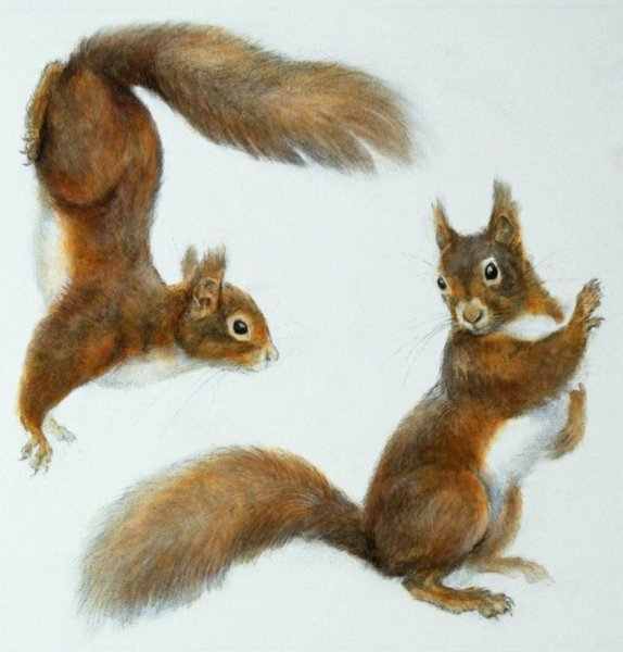 Белка Сирле