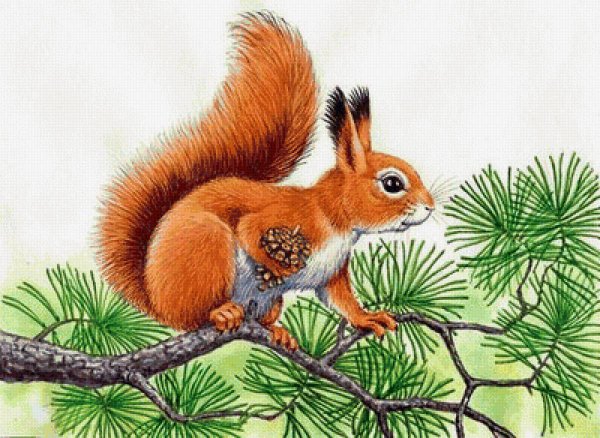 Белка для детей