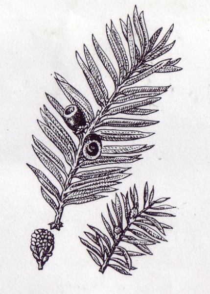 Тис ягодный строение