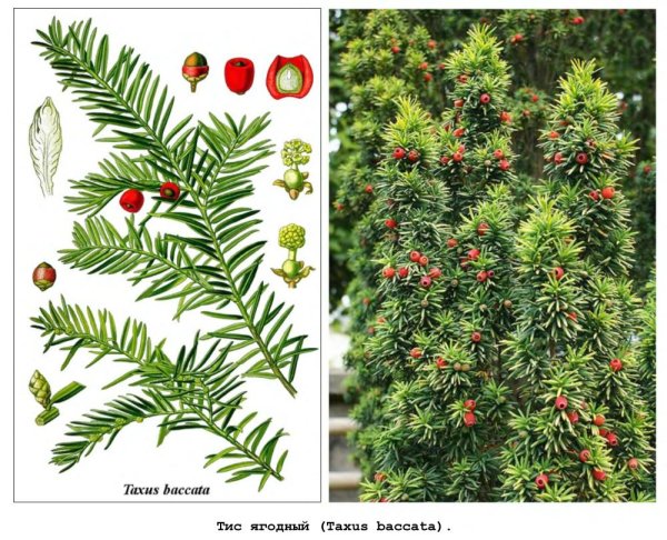Строение шишки Тиса ягодного