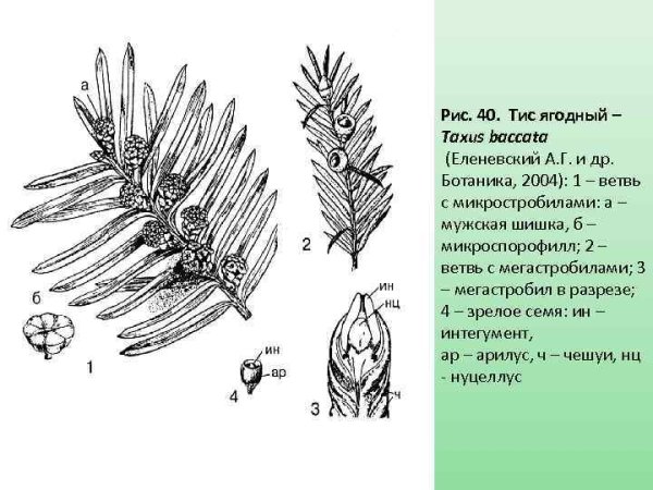 Тис ягодный побег