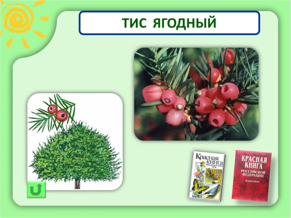 Хвоинки Тиса