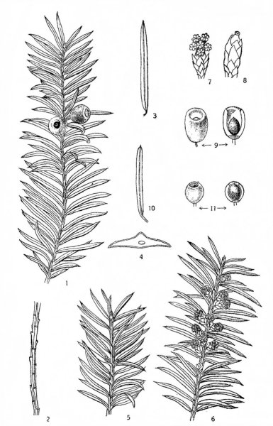 Тис ягодный рисунок