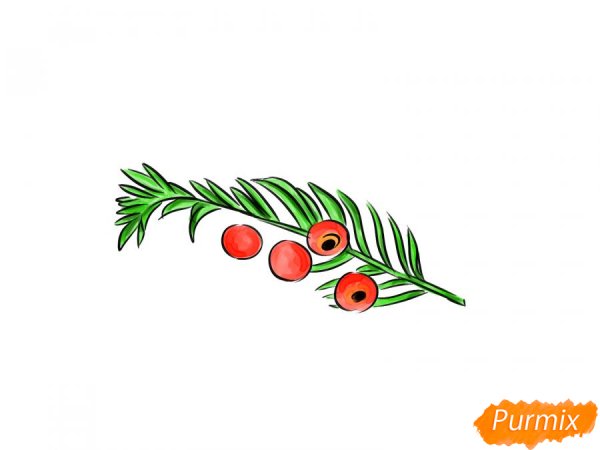 Тисс ягодный ветка