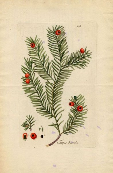Тис ягодный Ботанический рисунок