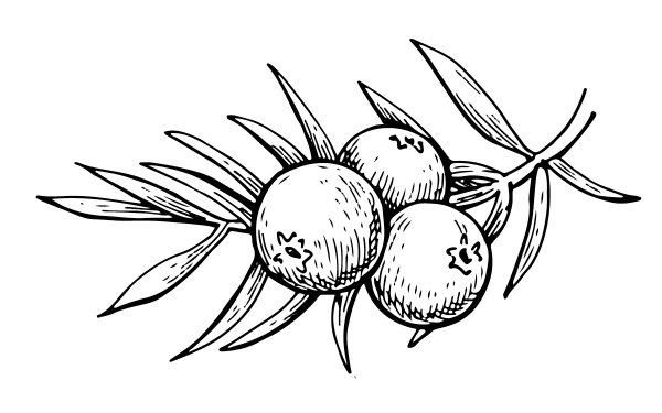 Тис ягодный и можжевельник