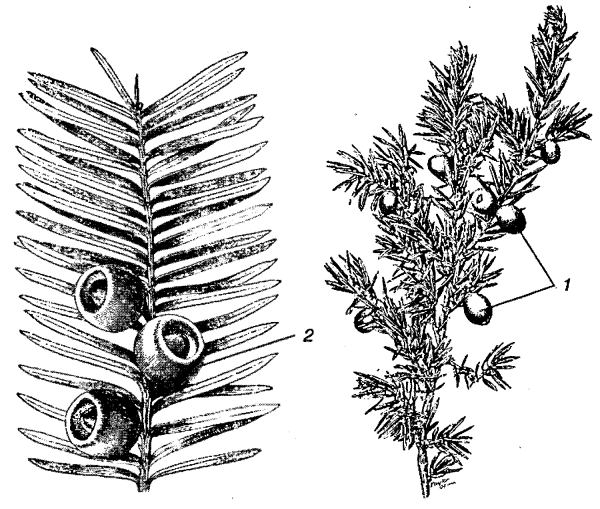 Ягодный тис раскраска для детей