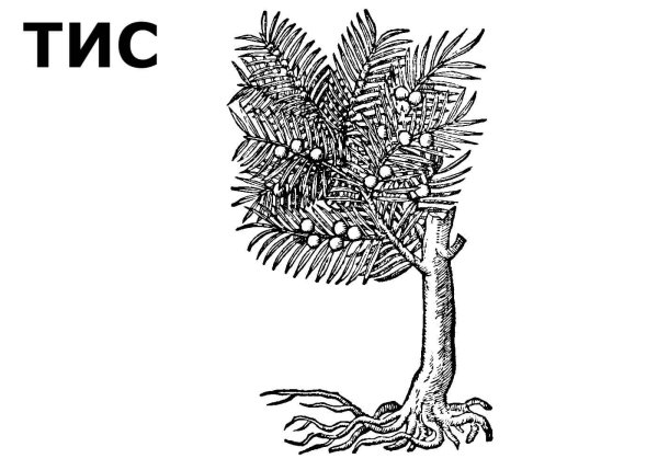 Тис ягодный строение