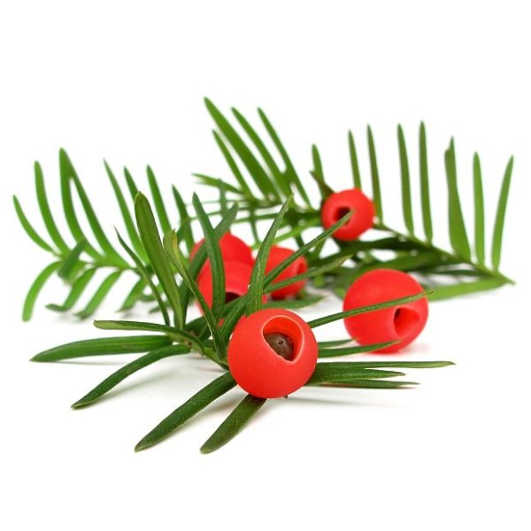 Тис ягодный строение