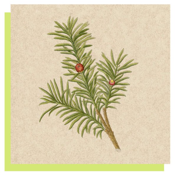 Тис ягодный рисунок