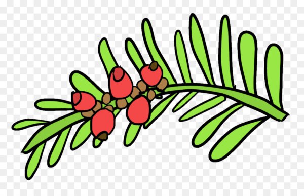 Тис ягодный на белом фоне