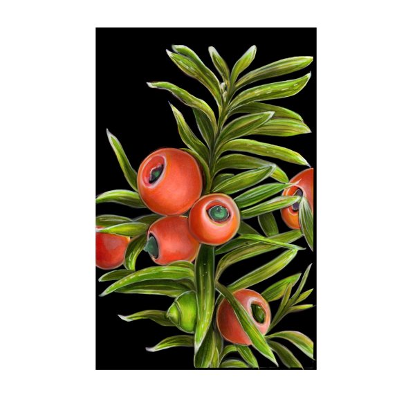 Тис ягодный красная книга