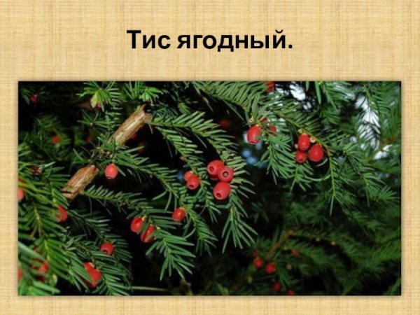 Тис ягодный веточка