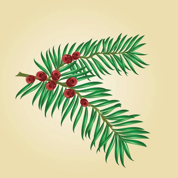 Тисс ягодный ветка