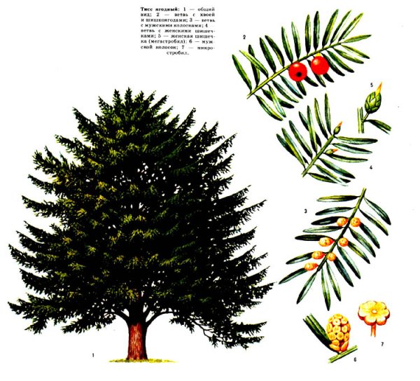Тисс ягодный Ботаническая иллюстрация