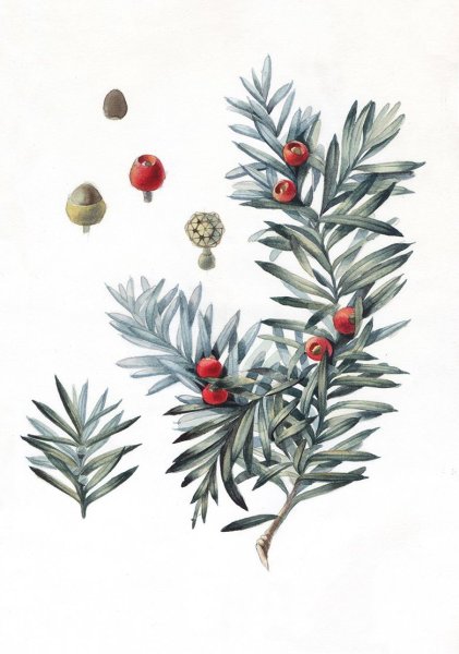 Тисс ягодный Ботаническая иллюстрация