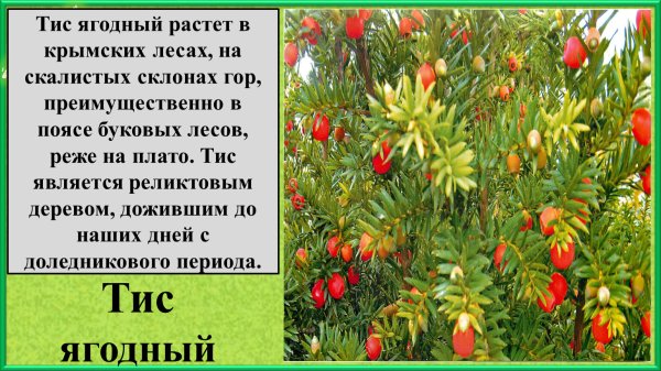 Ветка Тиса без фона