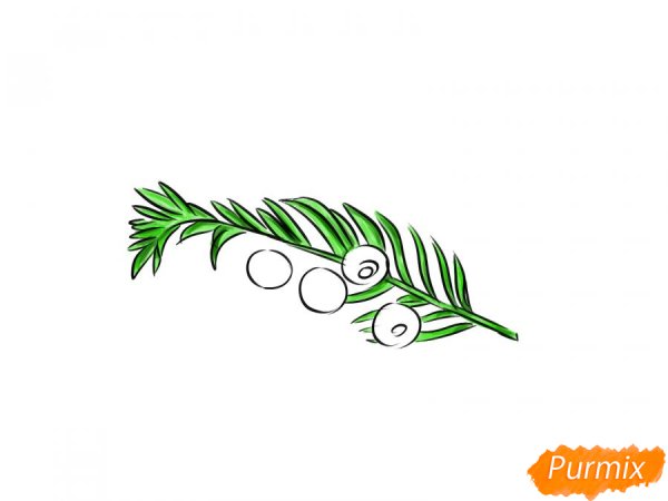 Можжевельник обыкновенный ветка