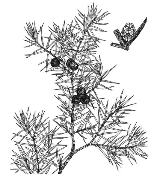 Можжевельник карандашом