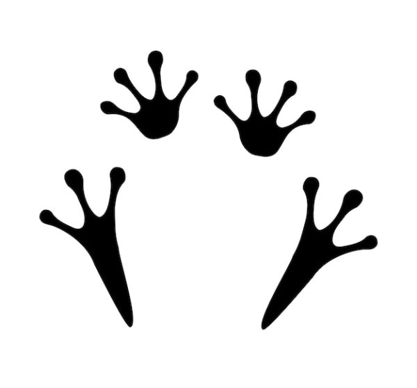 Лапы лягушки