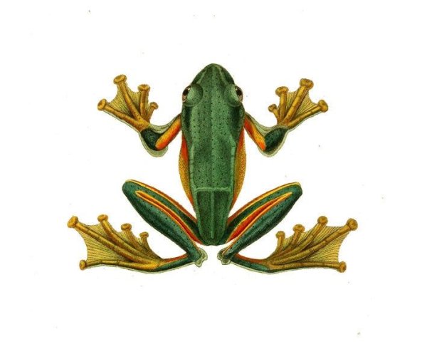 Лягушачьи следы